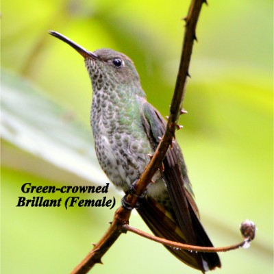 Green-crowned Brilliant (Female)